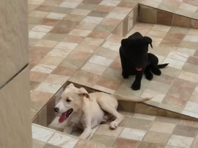 Filhotes (sem raça)
