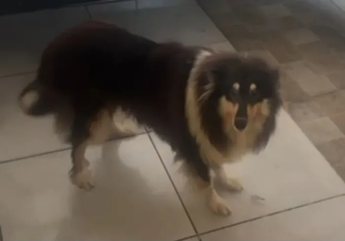 Collie femea 1 ano 