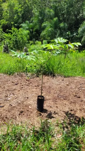 Mudas da linda e saborosa castanha sapucaia