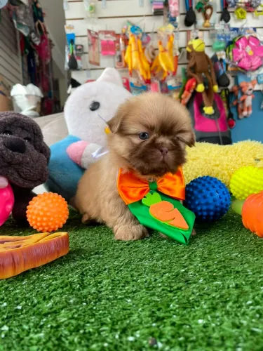 Shihtzu macho chocolate olhos verdes mini