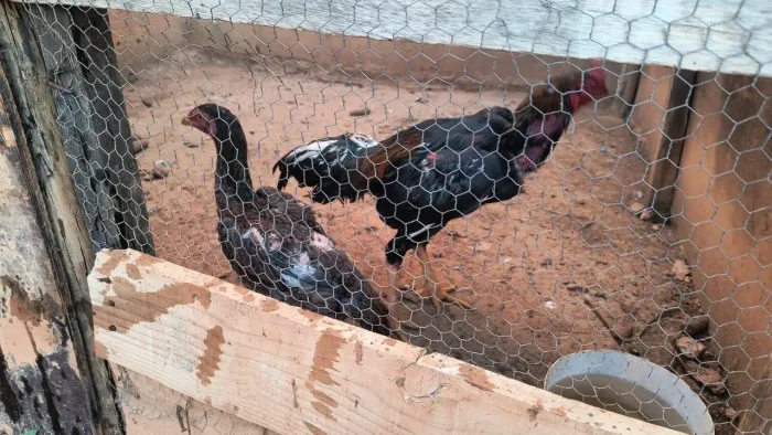 Casal de galo índio