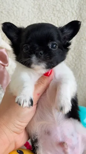 Chihuahua macho micro Pêlo longo com máscara negra