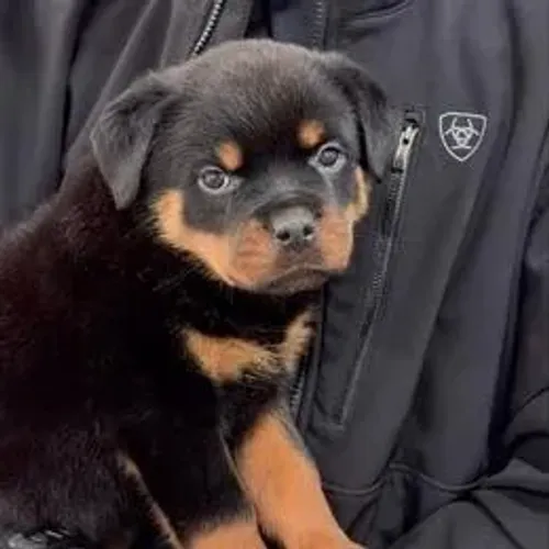 Rottweiler,Rottweiler Filhote Top Padrão da Raça