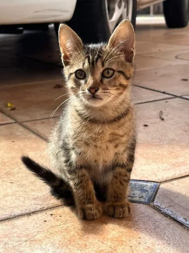 Filhote de gato doação