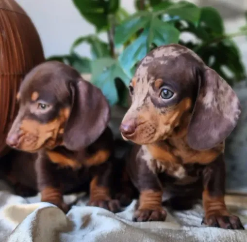 Encantadores!! Basset com Pedigree!!