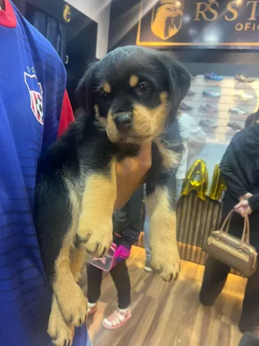 Rottweiler
