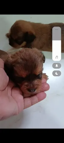 Vendo ilhasa macho