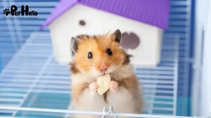 adoção de hamster