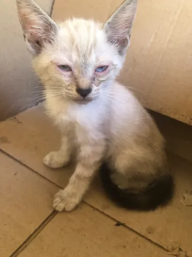 Lindos siameses para adoção!