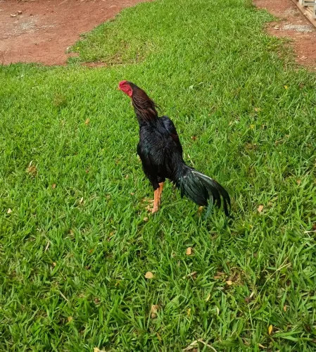 Frango índio 