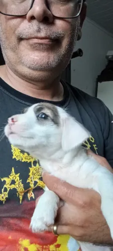 Doação de filhote de cachorro 