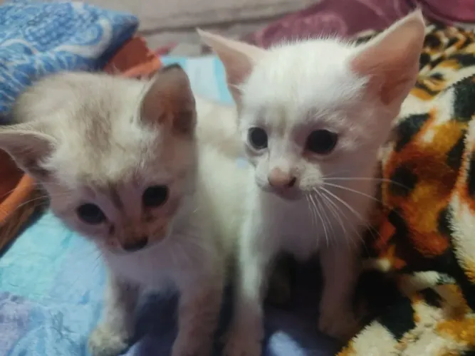 Gatinhos para doação