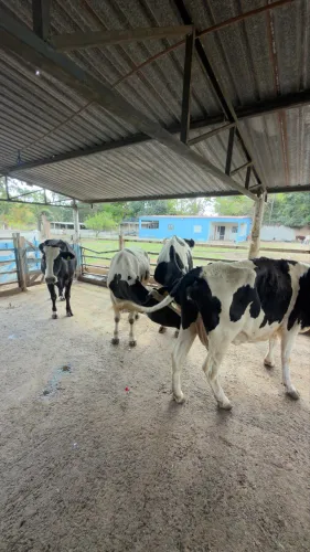 Vendo Vacas Olandezas Leia o anúncio 