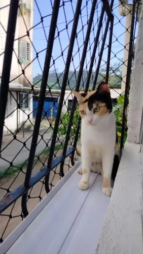 Gata 7 meses castrada para doação