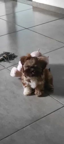 Filhote femea shih tzu 65 dias chocolate linda Apucarana