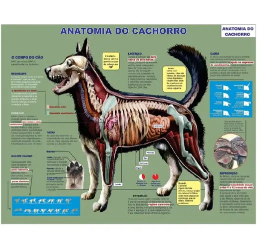 Mapa de Anatomia do Cão - Material Didático