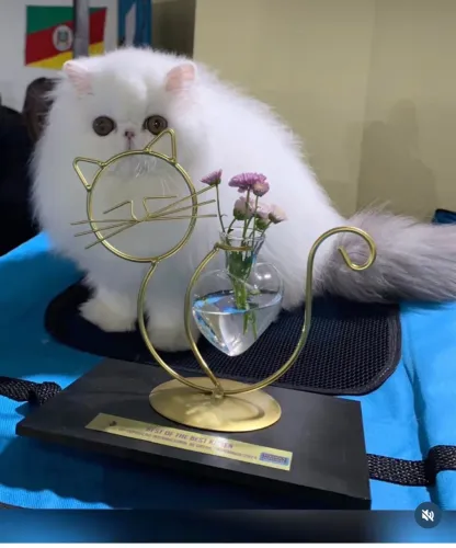 Vendo lindos gatos persas e exóticos fêmeas e machos 