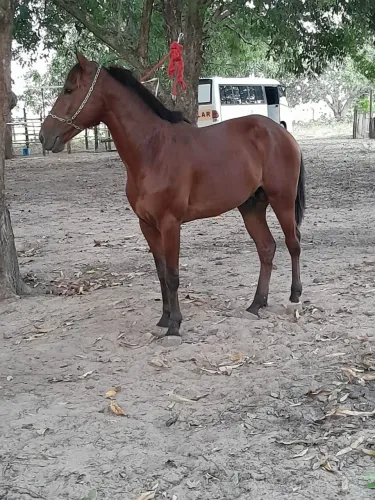 Vende se esse potro mestiço e manso 