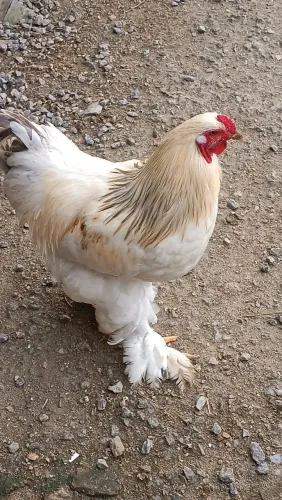 Galo Brahma jovem
