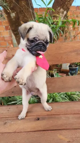 Pug,Pug Filhote Estrutura Perfeita Disponível
