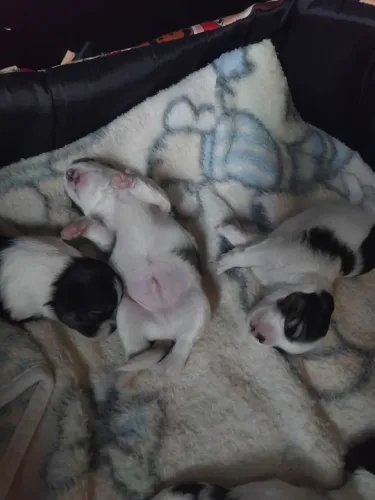 Filhote de Lulu da Pomerânia com shih tzu