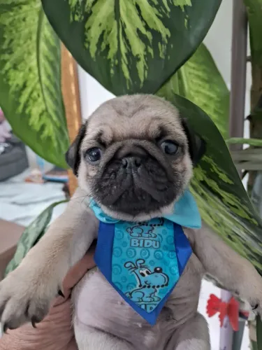 Lindos filhotes de pug