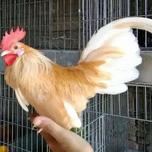 Galinha de quintal