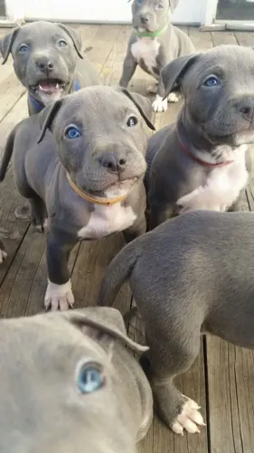 American Bully