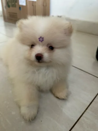 Spitz alemão machos e fêmeas à venda