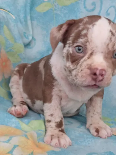 American bully