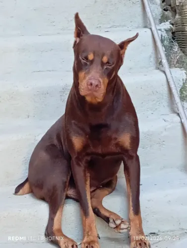 Doberman Adulto 
