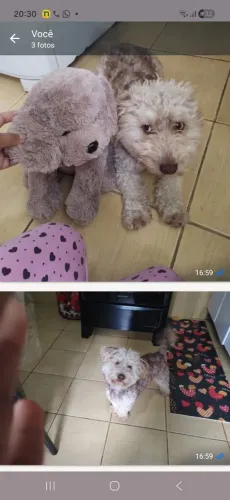 Doação poodle