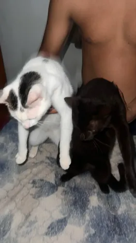Doa-se gatinhos