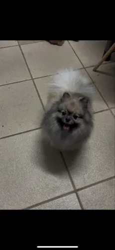Vendo lindo Padreador de Lulu da Pomerânia