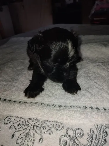 Cachorro