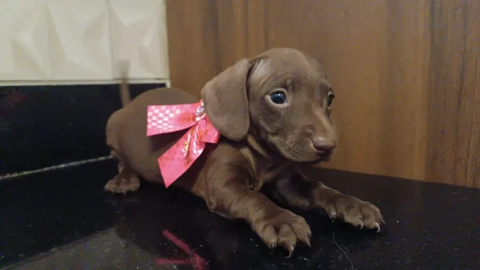 Que bebês linda e lindo