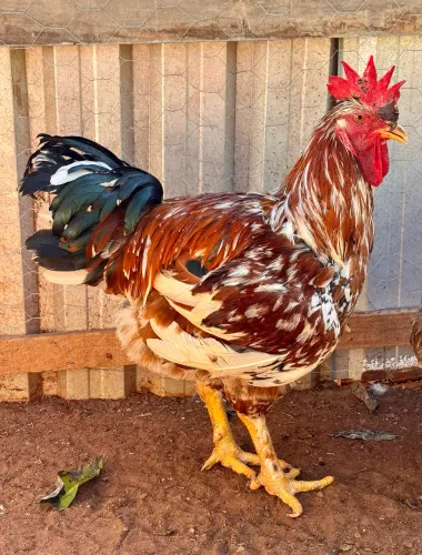 Frango GSB Mil Flores 