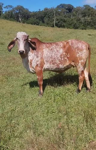 A venda novilha Gir 