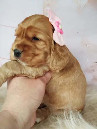 Cocker Spaniel Inglês | Com valor promocional