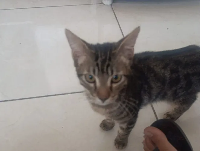 Doa-se gato tigrado cinza