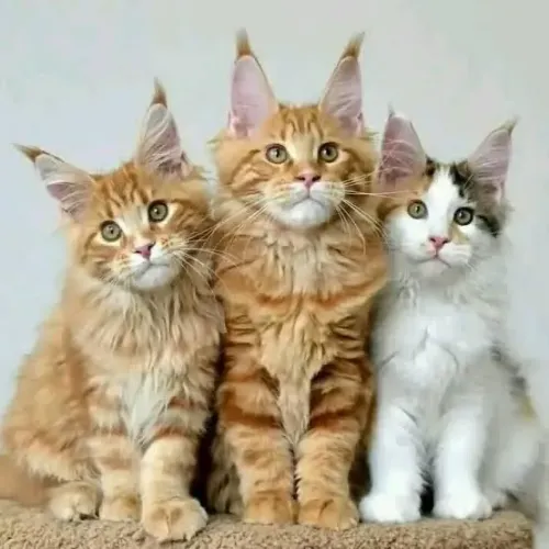 Maine Coon Macho e Fêmea 