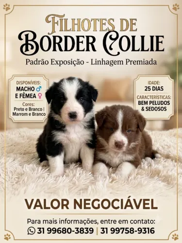 Border Collie Fêmea Linhagem Pura