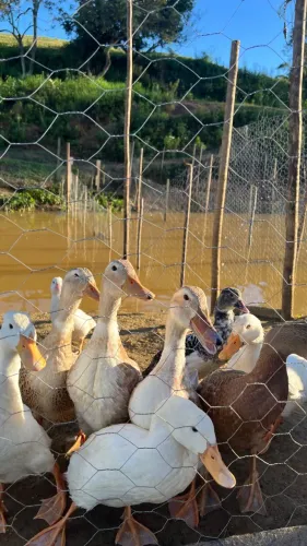 Marrecos