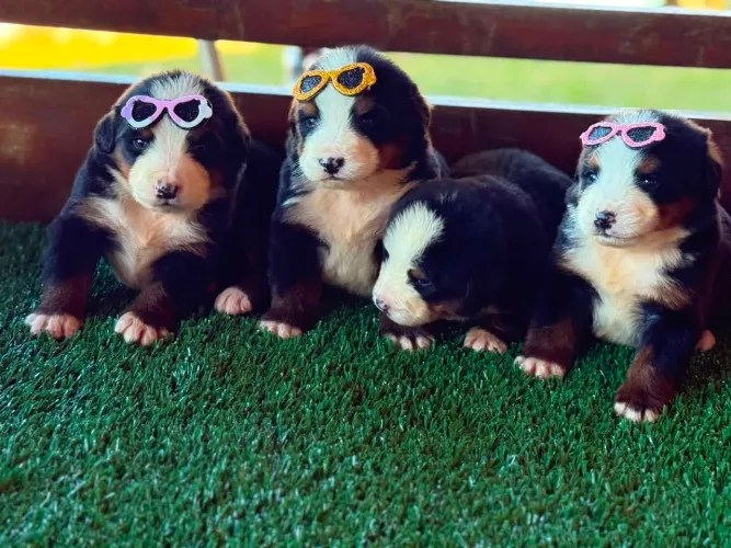 Filhote de Bernese Mountain Dog com Pedigree - Lindo e Imponente