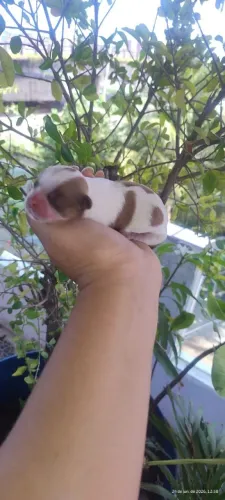 Shitzu
