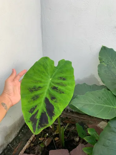 Planta Colocasia Esculenta