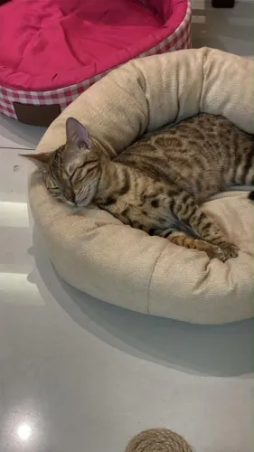 Filhote de gato bengal
