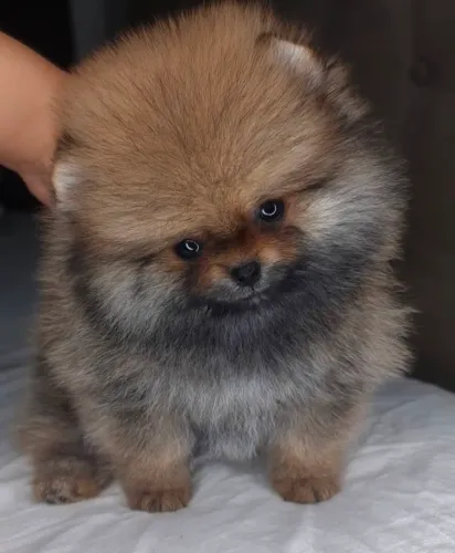 Lulu da pomerania anão Fêmea laranja 