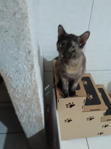 Gatinhas castradas