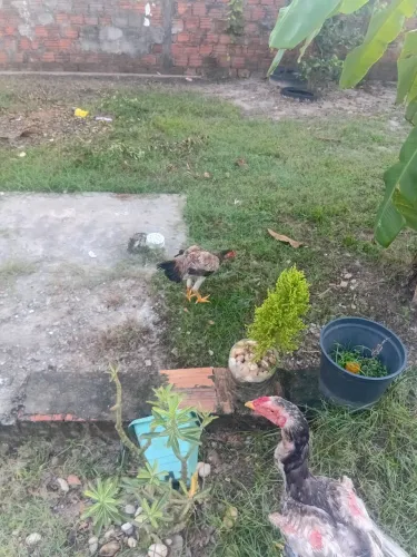 Vendo um casal de indio gigante linhagem pura chama .